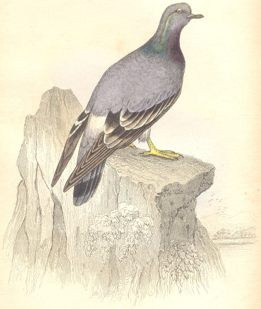 BIRDS. Columba Livia. Original hand colouring. Prideaux John Selby 1835 print